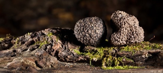 Australian Truffle Australian Truffle